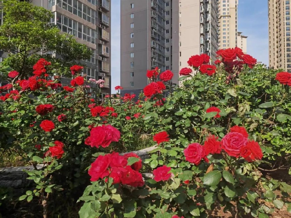 亚太物业春风行动 | 愿你我所见皆美好